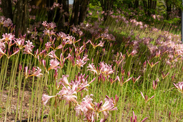 Canvas Print - Full blooming of resurrection lily (Lycoris squamigera) in Japan at the end of July