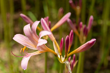 Canvas Print - Full blooming of resurrection lily (Lycoris squamigera) in Japan at the end of July