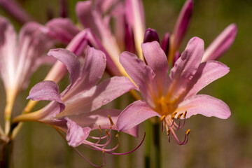 Full blooming of resurrection lily (Lycoris squamigera) in Japan at the end of July