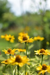 Wall Mural - Beautiful sunflowers blooming yellow in the open air.