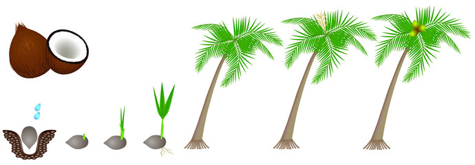 Canvas Print - Cycle of growth of a plant of a coconut isolated on a white background.