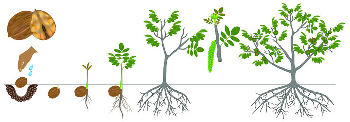 Canvas Print - Cycle of growth of a plant of a walnut isolated on a white background.