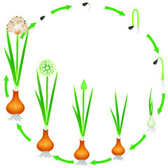 Wall Mural - Life cycle of a onion plant on a white background.