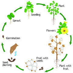 Wall Mural - Cycle of a cotton plant growth isolated on white background.