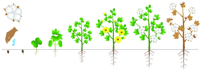 Wall Mural - Cycle of growth of a plant of a cotton isolated on a white background.