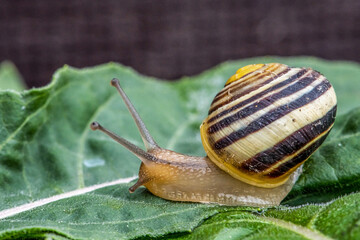 Burgundy snail Helix on the forest surface in natural environment macro close-up images nature focus depth