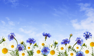 Wall Mural - daisy flowers and knapweeds in a border and sky