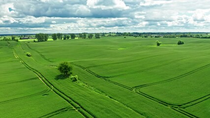 Wall Mural - big green field in sunny summer day, aerial view