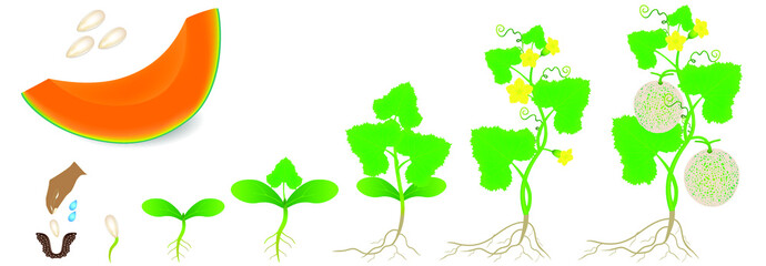 Wall Mural - Cycle of growth of a plant of cantaloupe melon isolated on a white background.