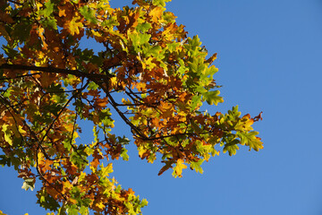 Poster - Blätter der Eiche im Herbst