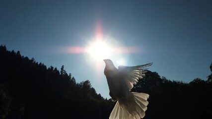 dove of peace