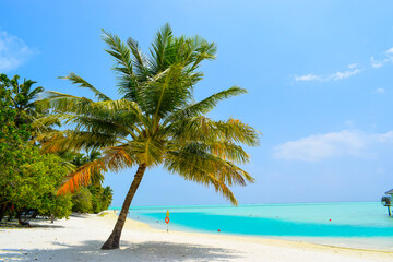 Sunny beach with white sand, coconut palm trees and turquoise sea. Summer vacation and tropical beach concept. Overwater at Maldive Island resort.