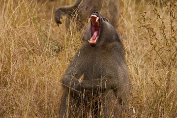 yawning baboon in kruger nation park