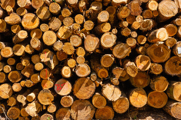 Wall Mural - Deforested pinewood in the forest, tree trunks stored in the forest, fir wood stacked in a forest, cut down fir trees in a forest