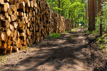 Wall Mural - Deforested pinewood in the forest, tree trunks stored in the forest, fir wood stacked in a forest, cut down fir trees in a forest