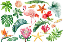 Pink Flamingos, Seashells, Starfish, Flowers And Leaves Watercolor. Beach Tropical Floral, Jungle Design