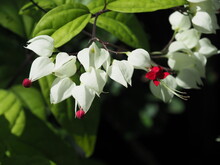 Bleeding Heart Vine Or Clerodendrum Thomsoniae. Other Names; Glorybower And Bagflower. Lovely Small Pure White Flowers With Heart-shape And Blood-red Tips Like Bleeding Heart.