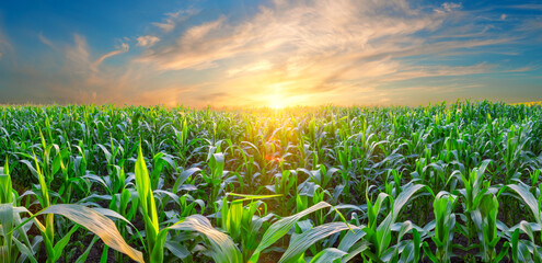Wall Mural - panorama of corn field at sunset