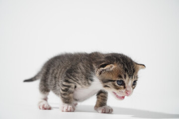 Tabby Cat kitten posing on white background tiger marble stripe