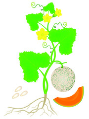 Wall Mural - Plant of cantaloupe melon with roots isolated on white background.