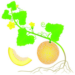 Wall Mural - Plant of yellow melon with roots isolated on white background.