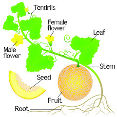 Wall Mural - Part of a yellow melon plant on a white background.