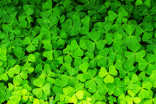 Bright Green Clover Background, Vibrant Botanical Texture