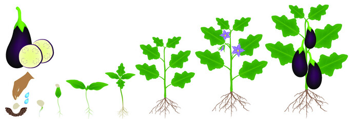 Wall Mural - A growth cycle of a eggplant plant is isolated on a white background.
