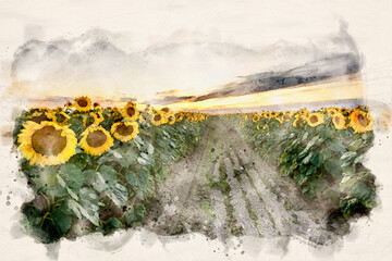 Sticker - Sunflowers field waterpaint image