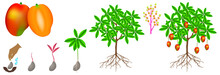 A Growth Cycle Of A Mango Plant Is Isolated On A White Background.