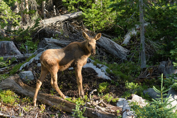 Moose Calf in the Colorado Rocky Mountains