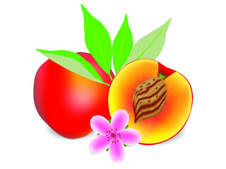 Wall Mural - Whole ripe peach fruit and half with a flower on a white background.