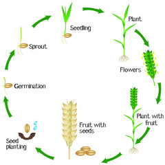 Canvas Print - A growth cycle of a wheat plant is isolated on a white background.