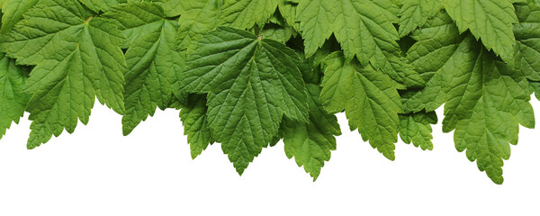 Wall Mural - green currant leaves isolated on a white background.