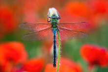 Fragile Southern Migrant Hawker, Aeshna Affinis, Sitting On Flower With Red Poppies Blooming In Background. Blue Dragonfly Resting Still From Top View On Colorful Meadow In Summer Nature.