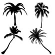 © Kati Loruj - set palm trees isolate on white background
