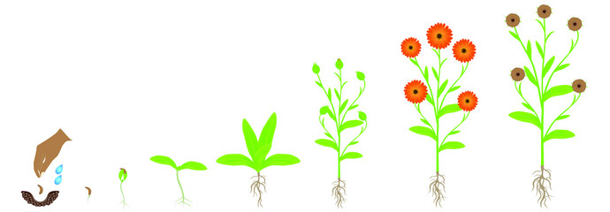 Wall Mural - Cycle of calendula plant growth, isolated on white background.