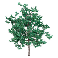 Sticker - 3D Rendering Island Oak on White