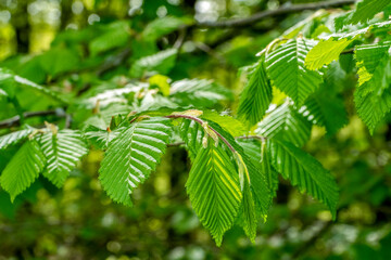 Poster - fresh green sapful foliage