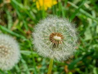 Wall Mural - dandelion seedheads