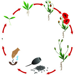 Canvas Print - Life cycle of poppy plant on a white background.