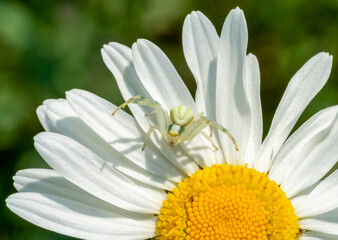 Canvas Print - crab spider on flower head