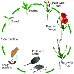 Wall Mural - A growth cycle of poppy plant on a white background.