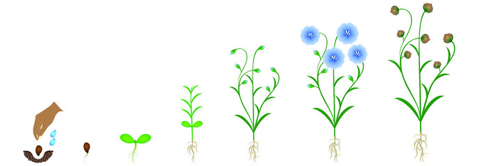 Wall Mural - Cycle of flax plant growth, isolated on white background.