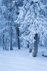 Wall Mural - Trees covered in frost snow at winter