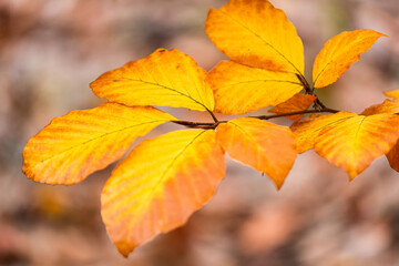 yellow autumn leaves