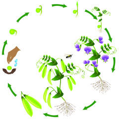 Wall Mural - The life cycle of a pea plant is isolated on a white background.