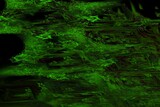 Fototapeta Natura - Green mystical texture abstract background