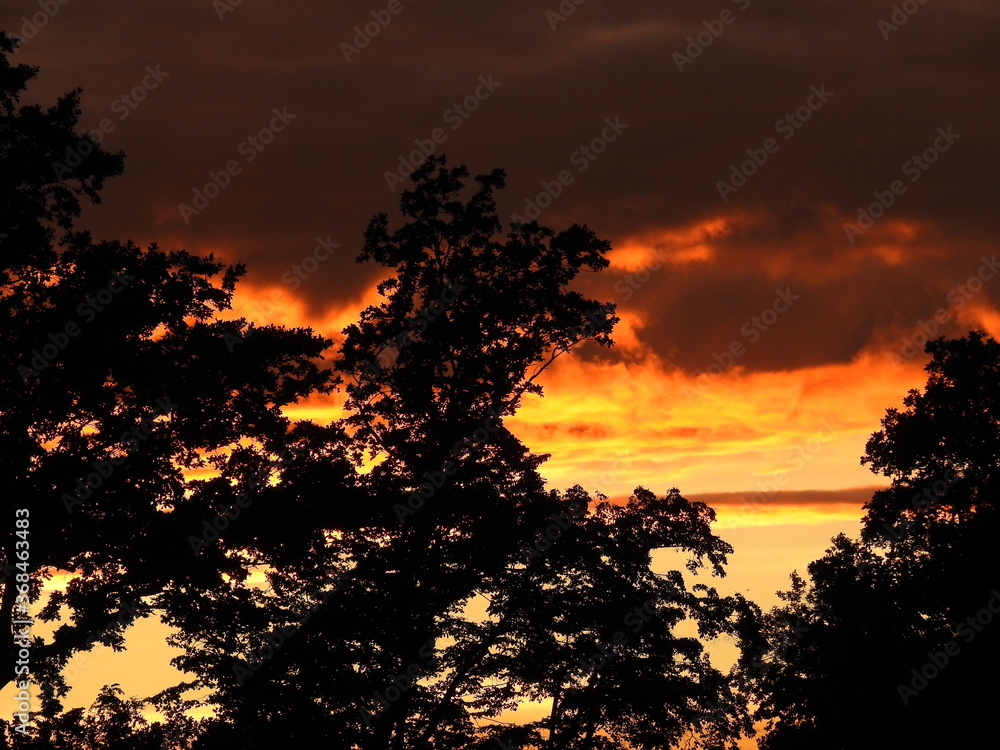 Drzewa na tle nieba - zachód słońca, tło, jak teatr cieni - obrazy, fototapety, plakaty 