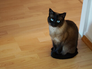 Wall Mural - Siamese cat on brown floor at home